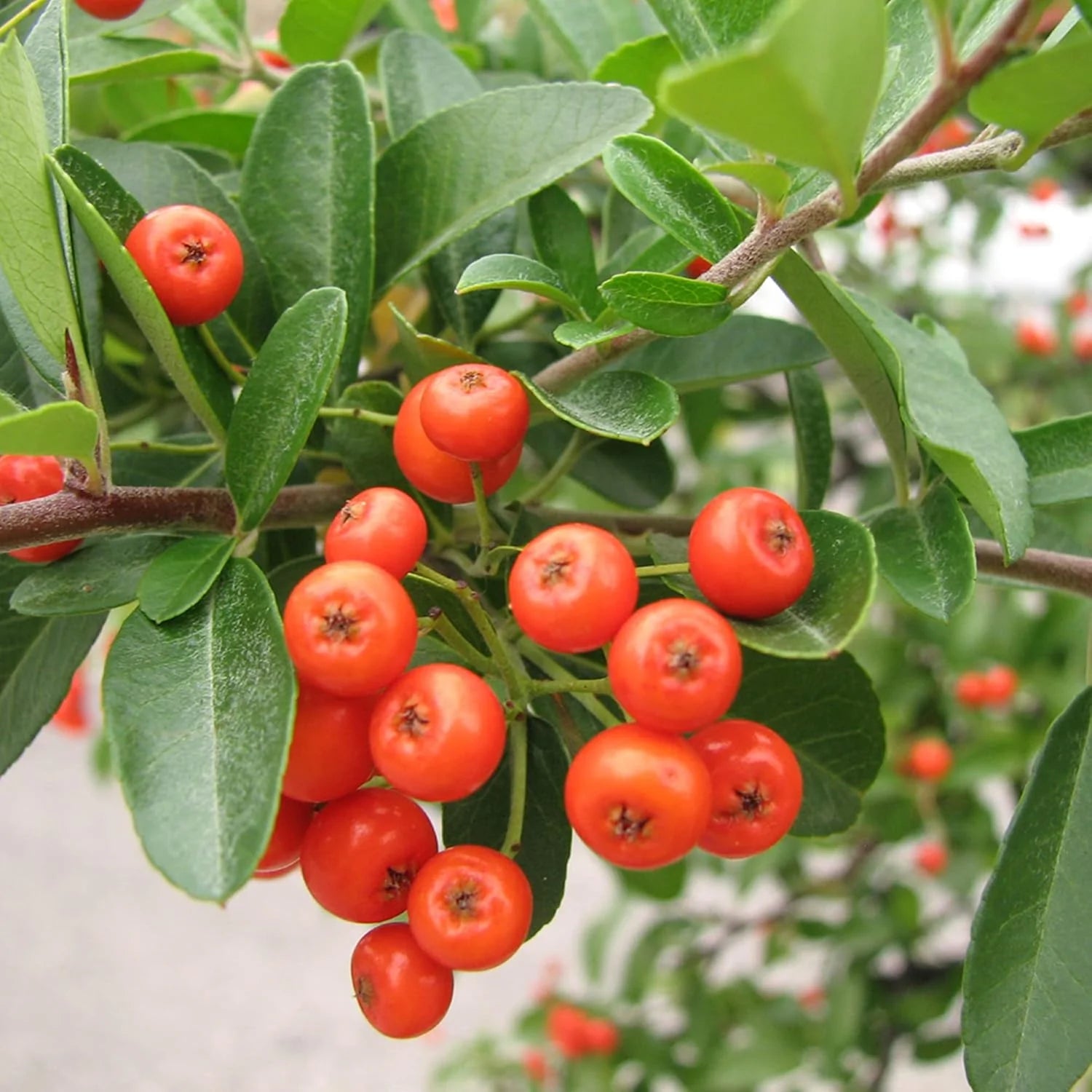 Red Ilex Opaca Plant Seeds - A Hardy and Ornamental Shrub for Your Landscape