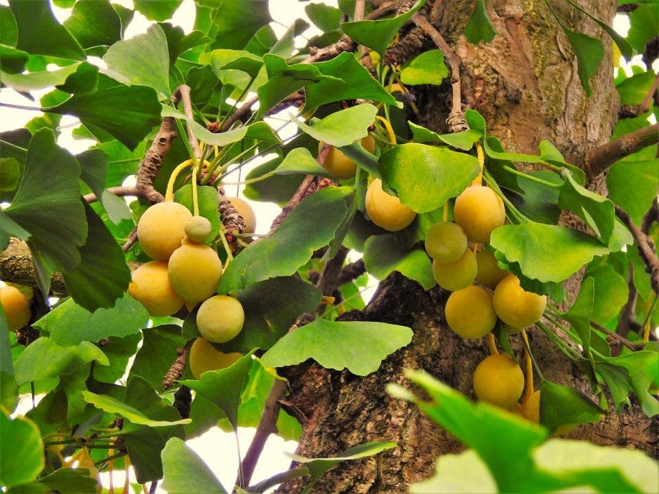 Biloba Fruit Seed Collection for Unique, Hardy Fruit Trees