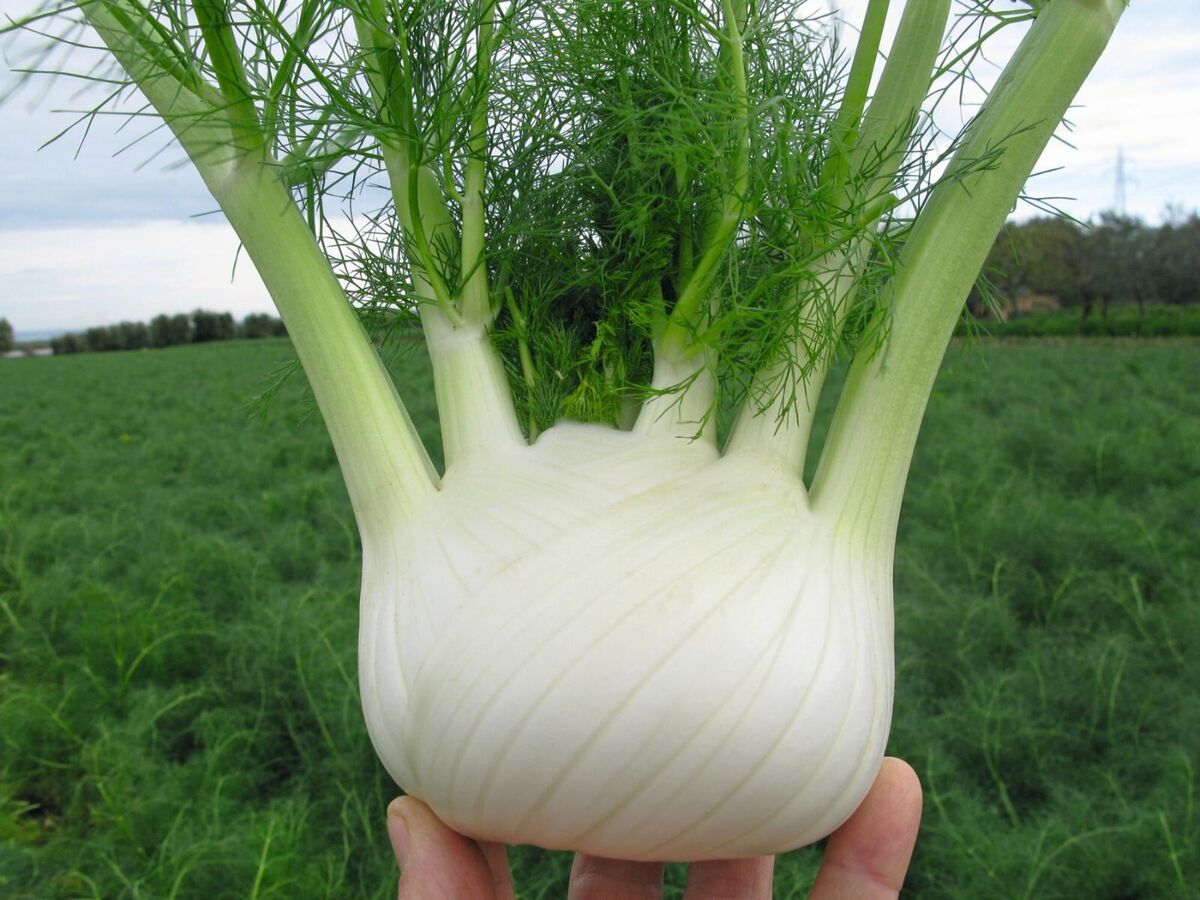 Fennel Seeds - Florence