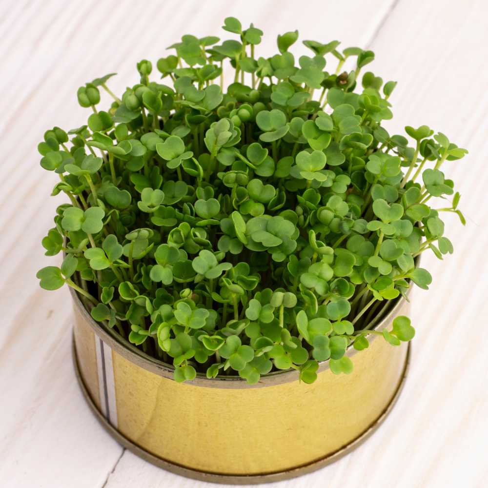 Tatsoi Organic Microgreen Seed