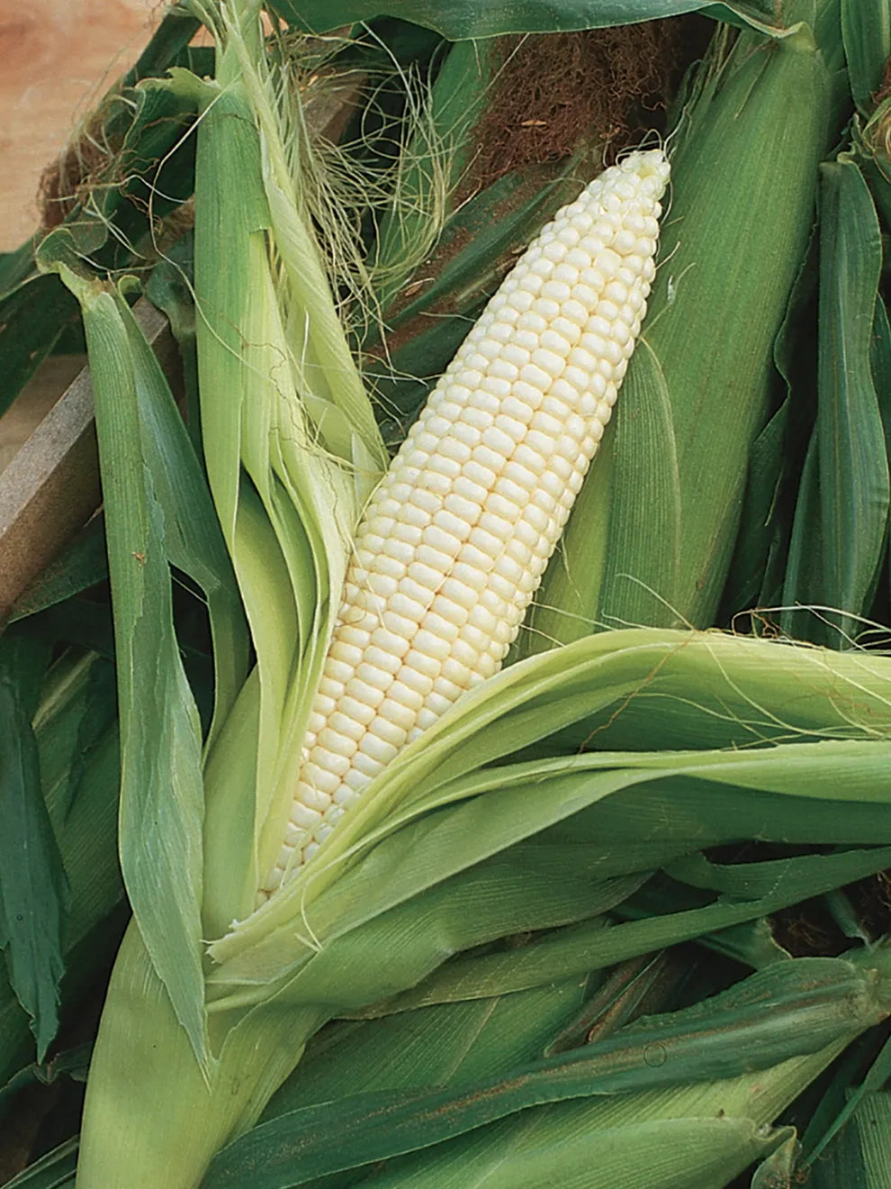 Corn Seeds, Fisher's Earliest Sweet