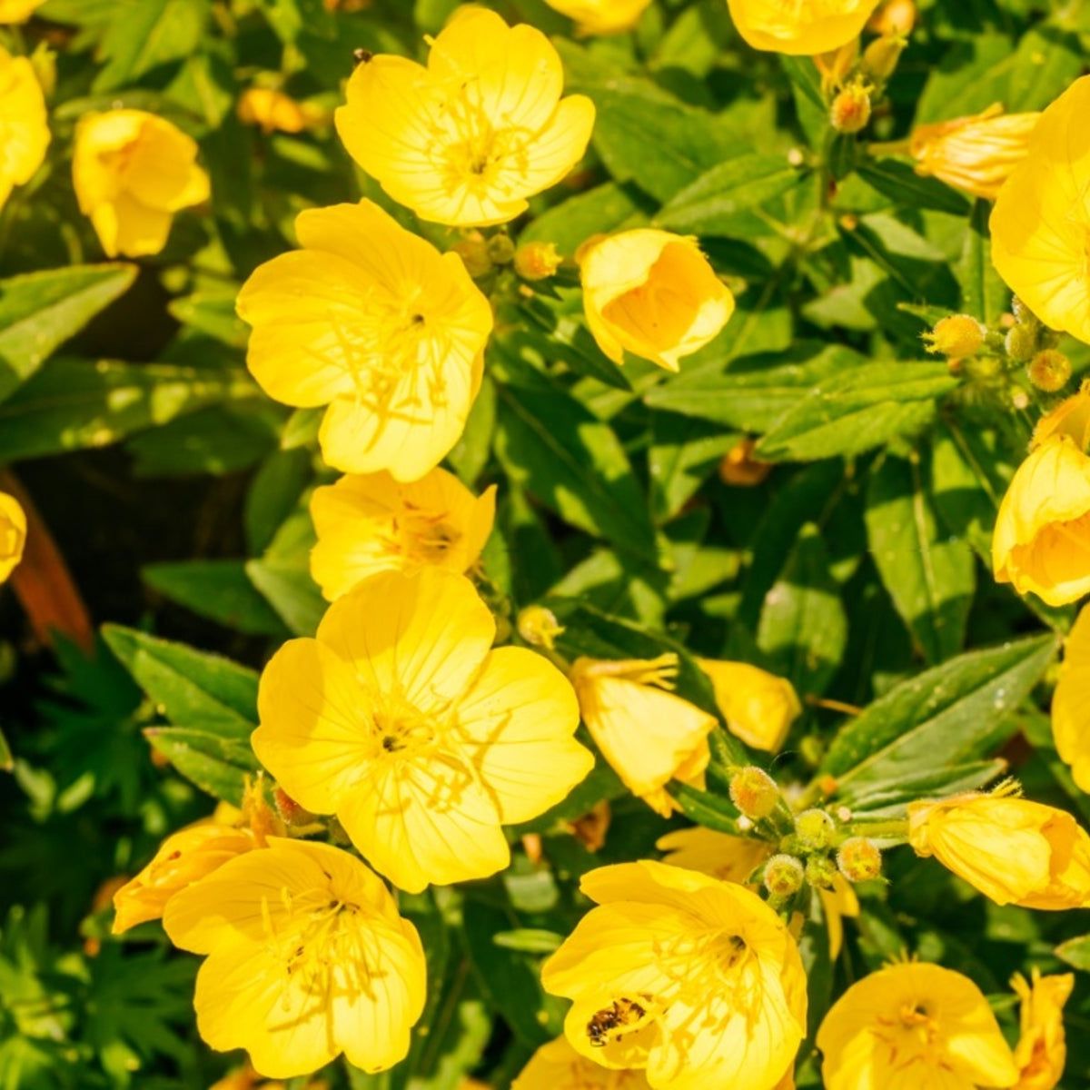 Evening Primrose Oenothera biennis flower seeds for planting in home garden or wildflower areas