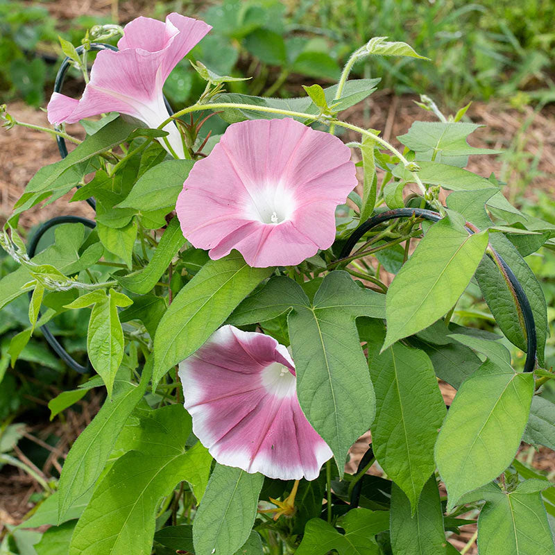 Morning Glory Morning Call Chocolate