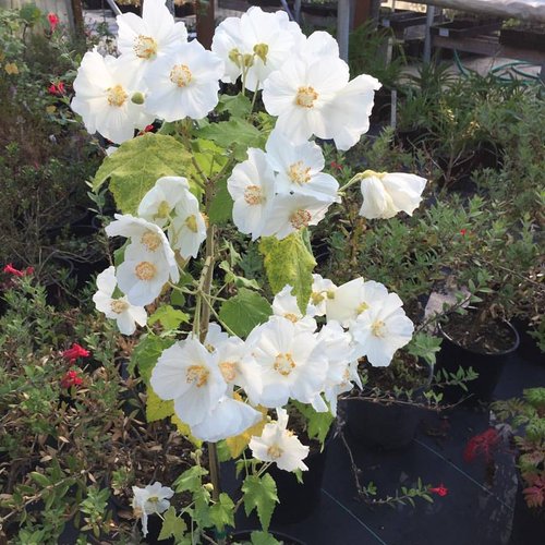 Abutilon Flower Seeds for Planting, White Blooms, 100 pcs