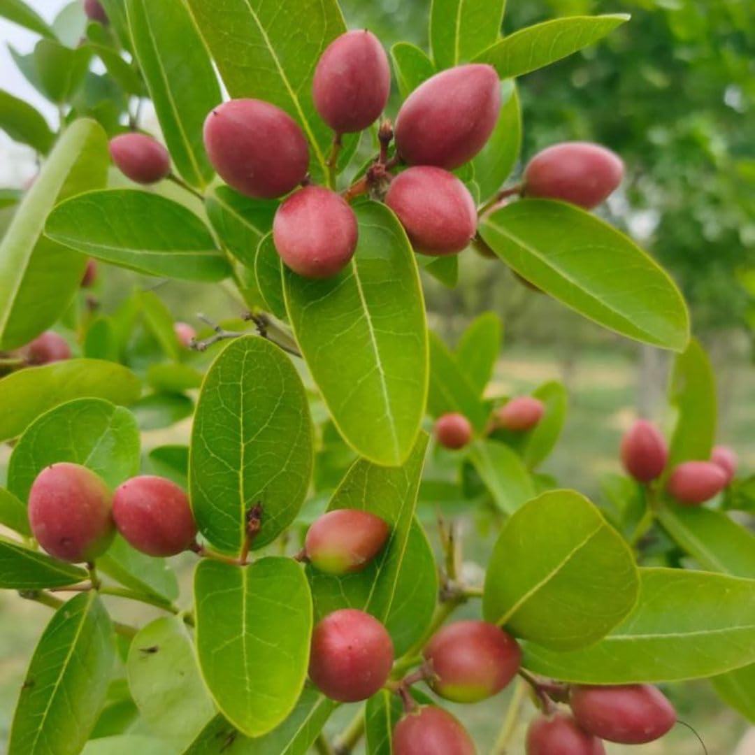 Miracle Fruit Seed Set for Producing Sweet Flavor-Changing Fruits