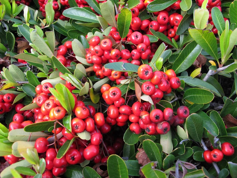 Red Sorbus Sibirica Fruit Seeds - Hardy and Beautiful Fruit for Your Garden