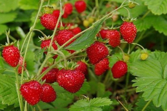 Alexandria Strawberry (Fragaria vesca 'Alexandria') Seeds