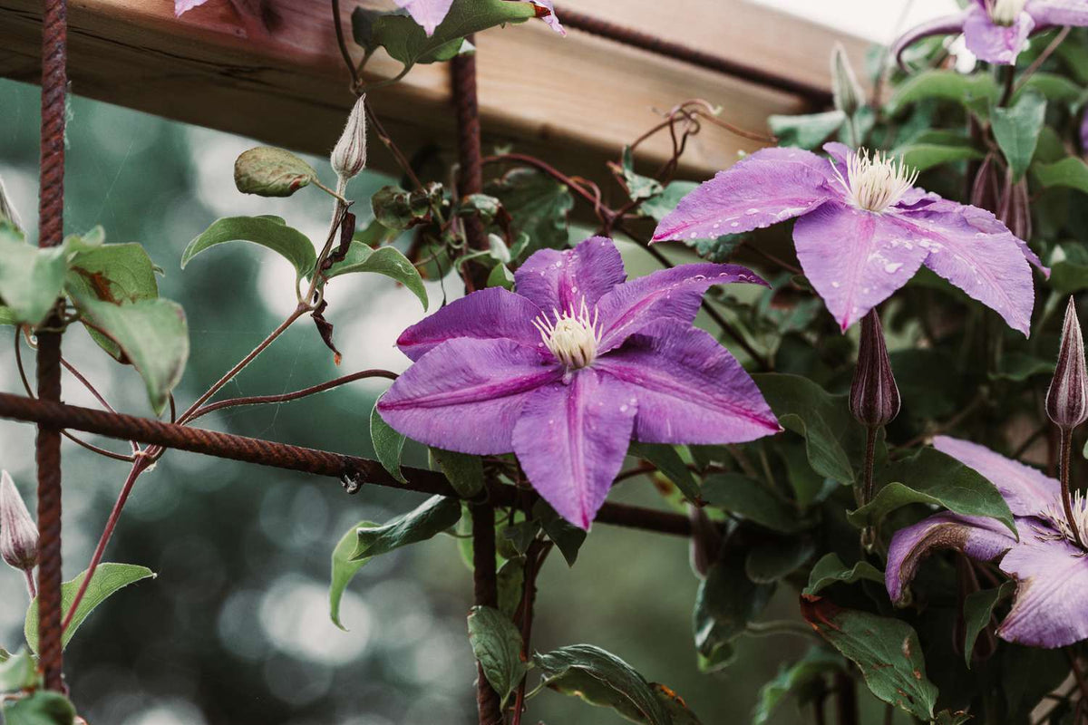 Clematis Climbing Vine Perennial Flower Seeds