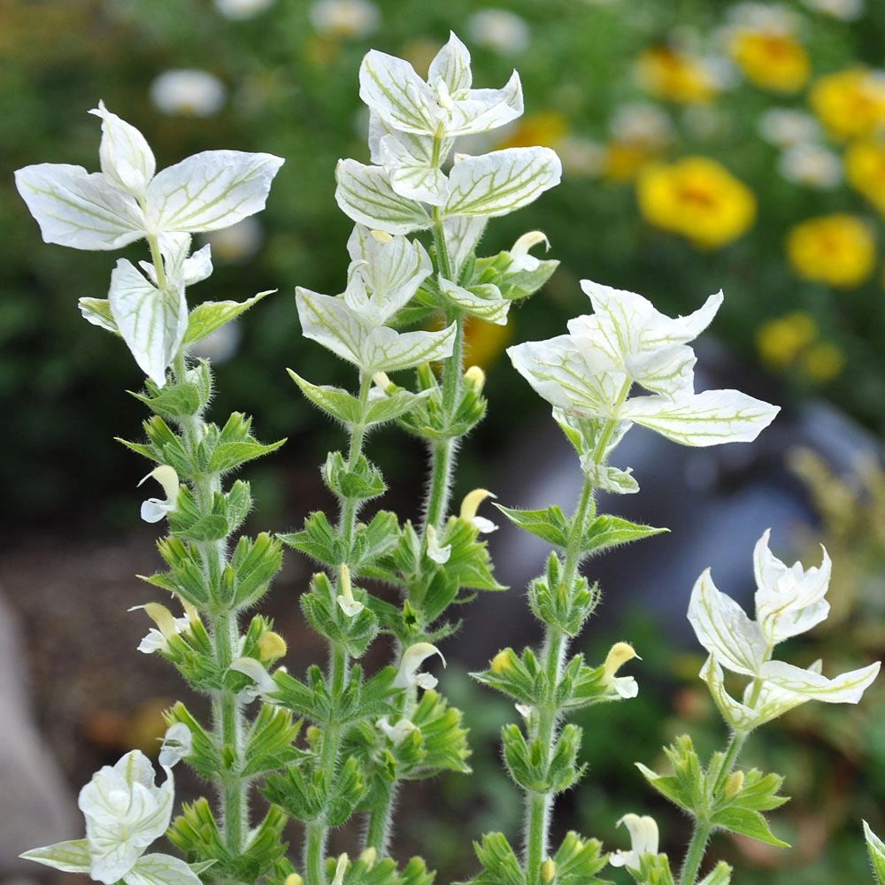 Clary Sage Seeds - White Swan