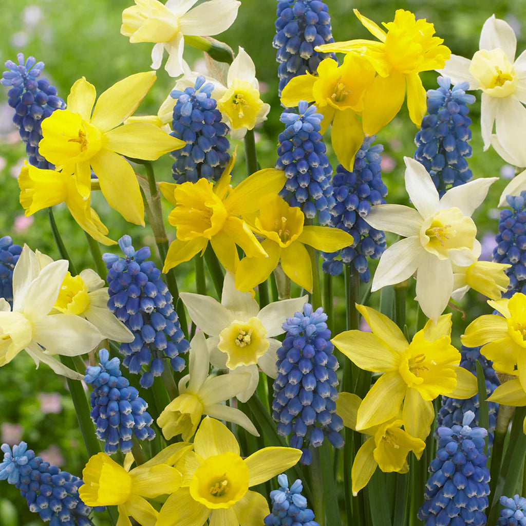 Daffodil Bulbs - Jetfire Daffodil & Grape Hyacinth Mix