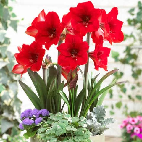 Red Amaryllis Flower Seeds for Planting | Heirloom, Non-GMO, Organic Garden Blooms