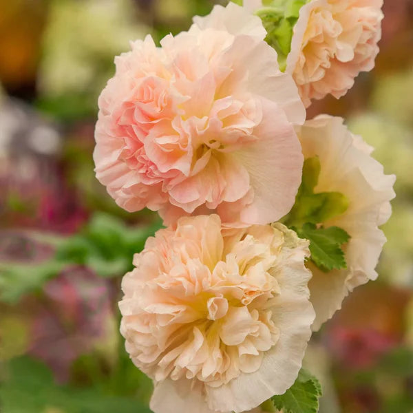 Double Orange Hollyhock Alcea rosea , Flowering Seeds For Planting