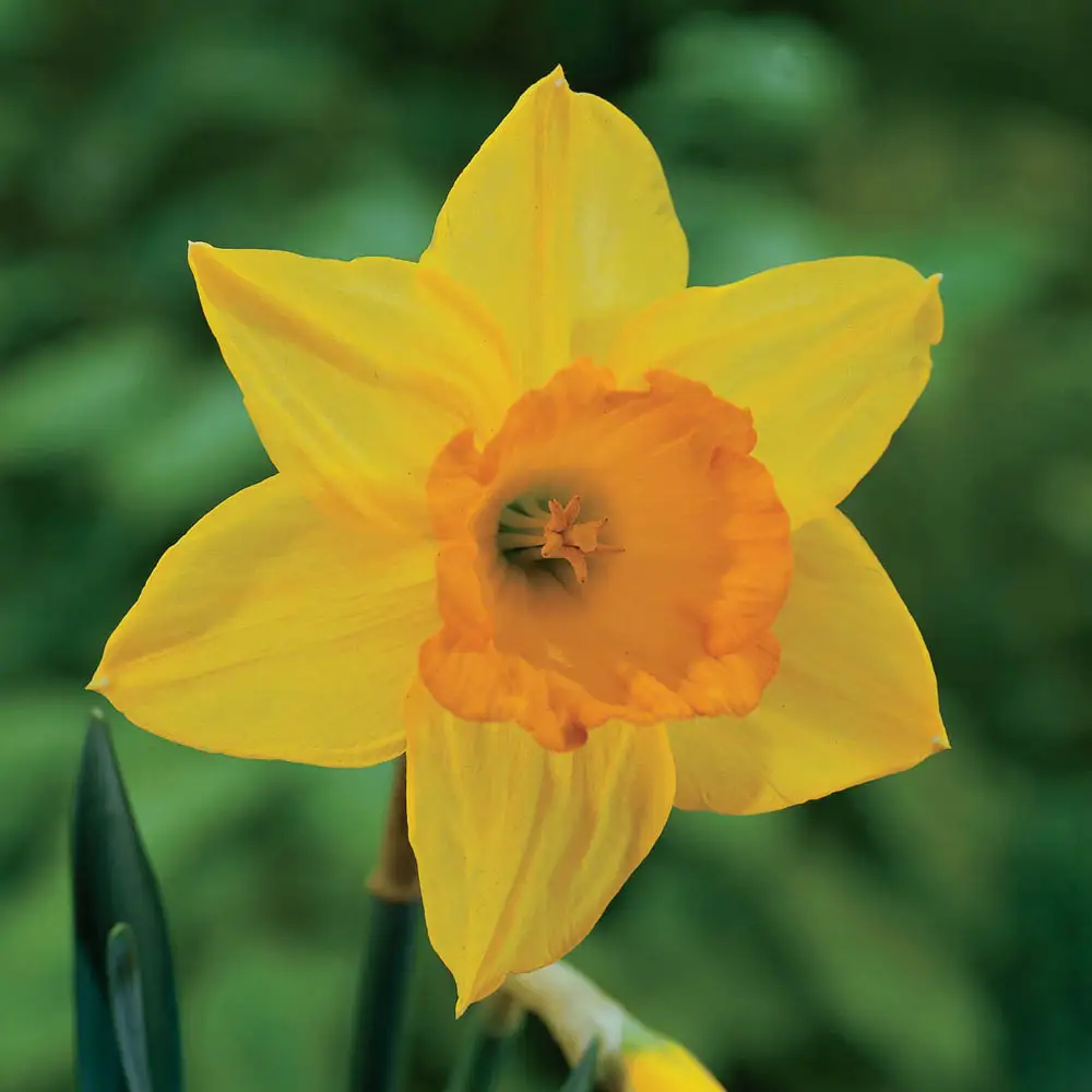 Light Yellow Daffodil Flower Seeds for Planting – Non-GMO, Heirloom Quality