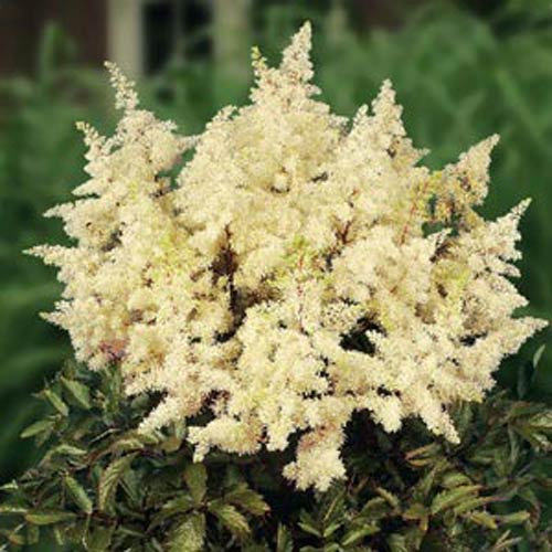 Heirloom Non-GMO Cream Astilbe Flower Seeds for Garden Planting – Elegant Blooms