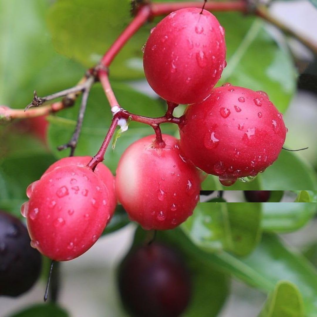 Miracle Fruit Seed Set for Producing Sweet Flavor-Changing Fruits