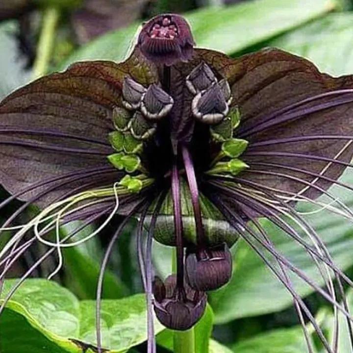 Black Tacca Chantrieri Plant Seeds – Heirloom Non-GMO Bat Flower Seeds for Exotic Tropical Gardens Dhara Seeds