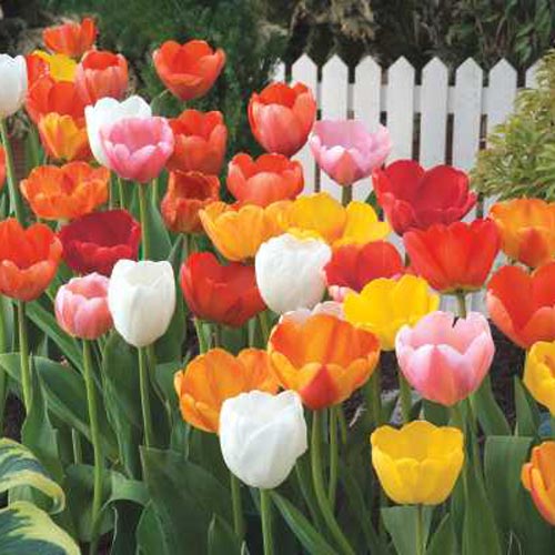 Tulip Bulbs - Darwin Hybrid Mix