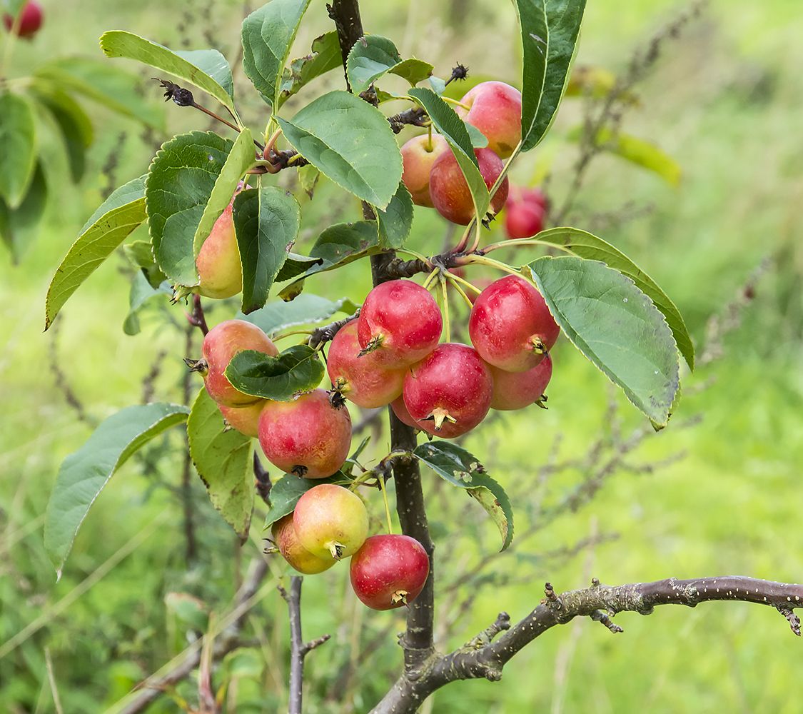 Malus Sieversii (Wild Apple) Seeds