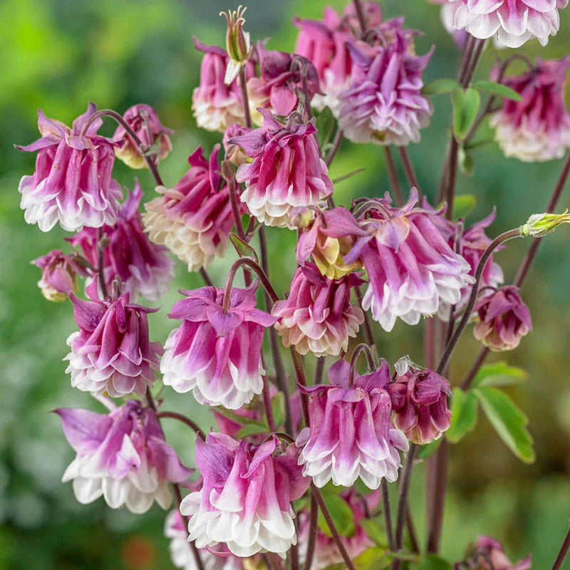 Pink Petticoat Columbine Aquilegia Flower Seeds – Frilly Pink-Edged Blooms with Elegant Form