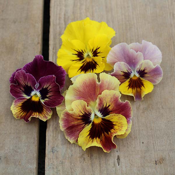 Mini Tapestry Viola Seed