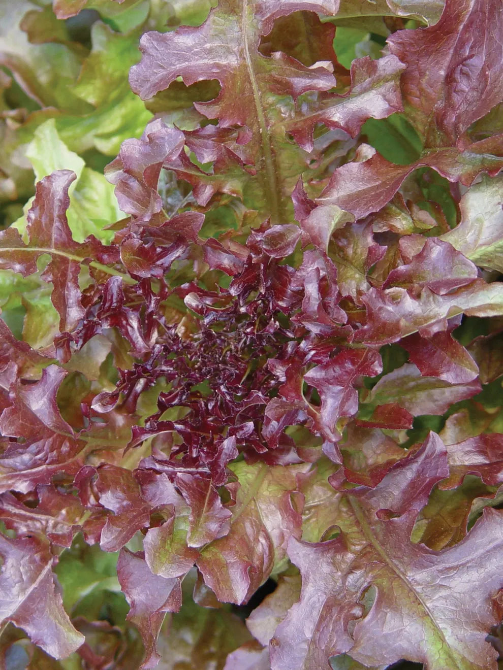 Lettuce Seeds - Salad Bowl - Red