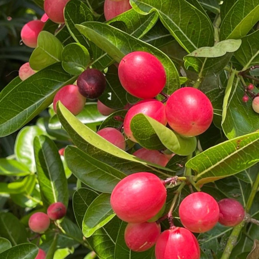 Miracle Fruit Seed Set for Producing Sweet Flavor-Changing Fruits
