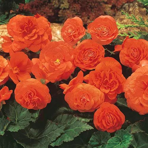 Orange Begonia Flower Seeds for Planting - NON GMO Seeds Dhara Seeds