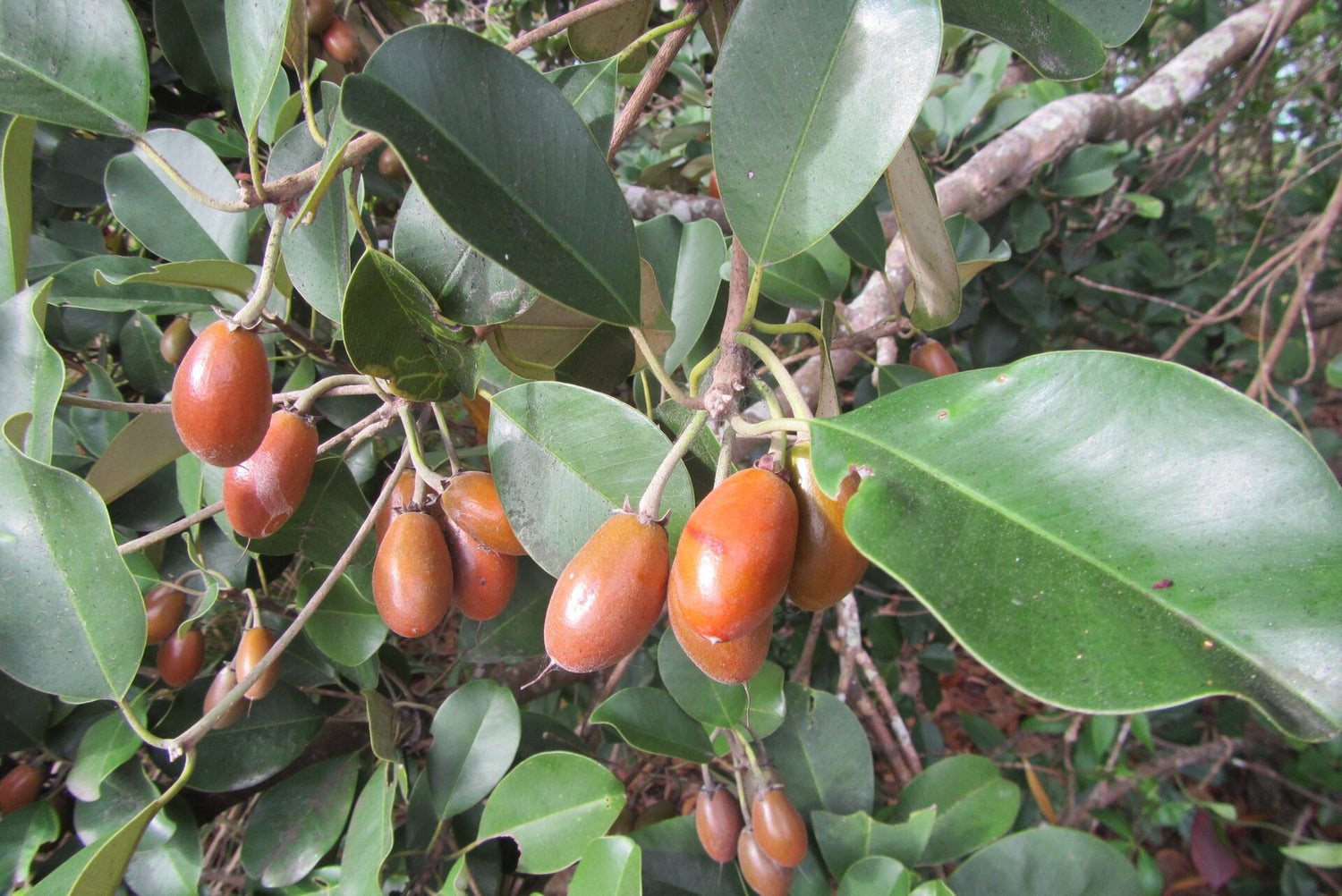 Manilkara Kauk Fruit Seed Collection for Sweet, Tropical Fruit