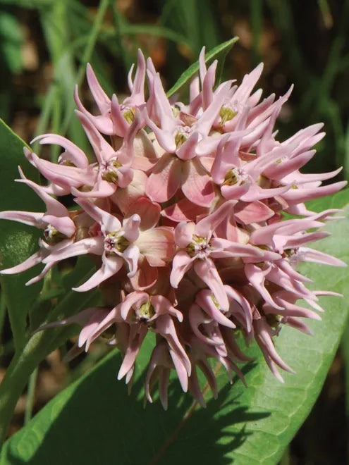 Showy Milkweed Seeds