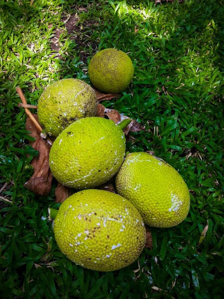 African Breadfruit (Treculia africana) Seeds