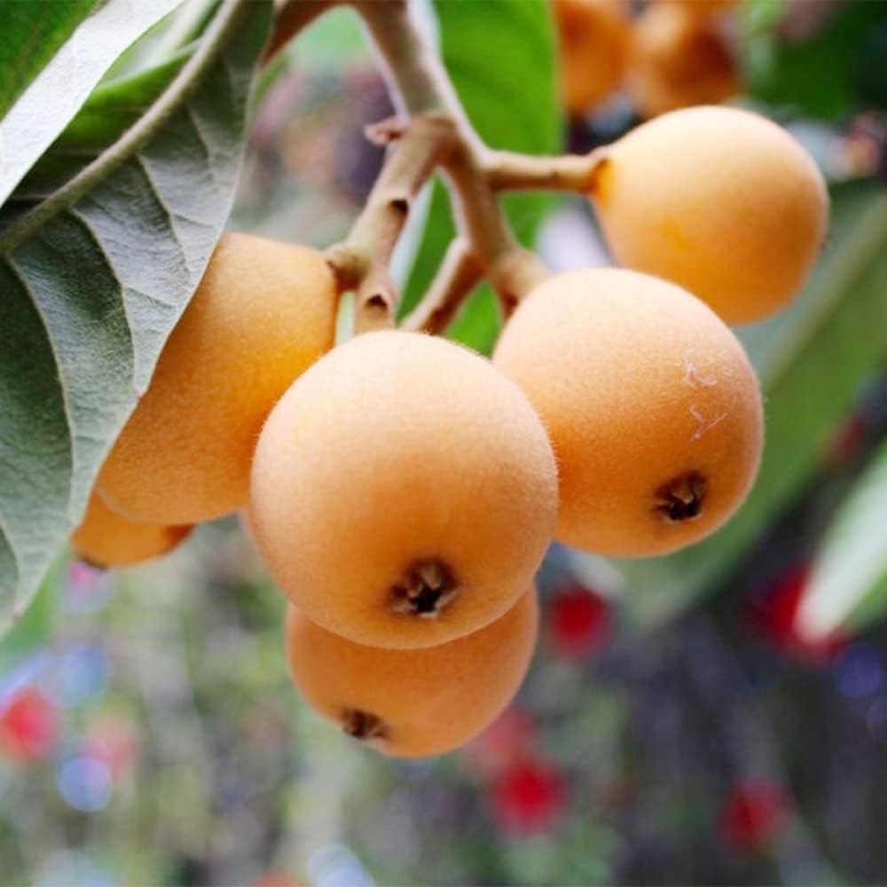 Heirloom Gold Nugget Loquat Fruit Seeds for Planting - Sweet and Juicy Fruit Trees for Home Garden