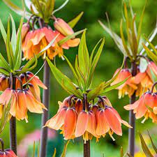 Crown Imperial Flower Seeds (Fritillaria imperialis) Mixed Colors for Spring Flowering Displays