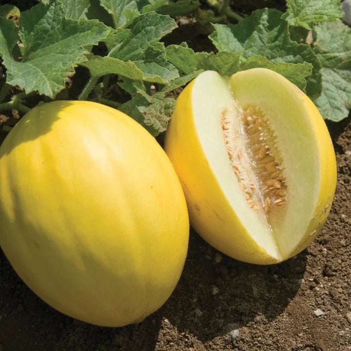 Yellow Canary Melon Fruit Seeds - Sweet and Unique Melons for Your Garden
