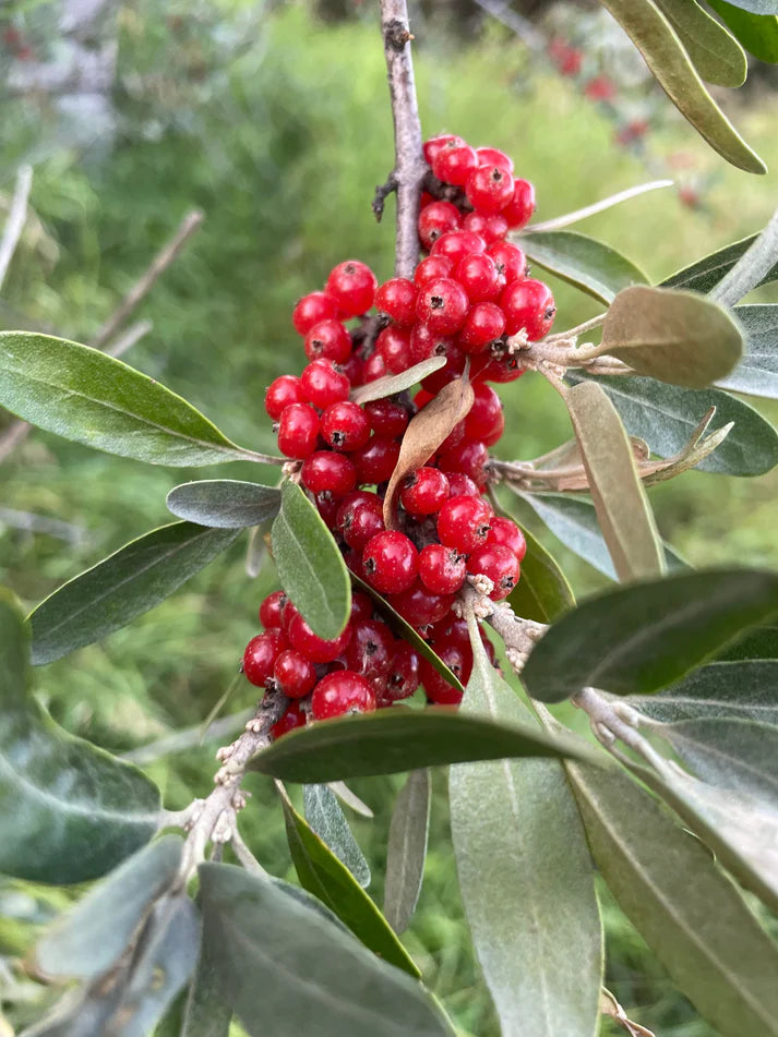 Silver Buffaloberry (Shepherdia argentea) - Red Fruit Variety Seeds for Planting - Hardy, Native Edible Plants