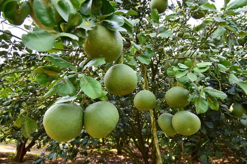 Valentine Pomelo Fruit Seeds for Planting - Cultivate the Giant Pomelo, a Sweet and Juicy Delight