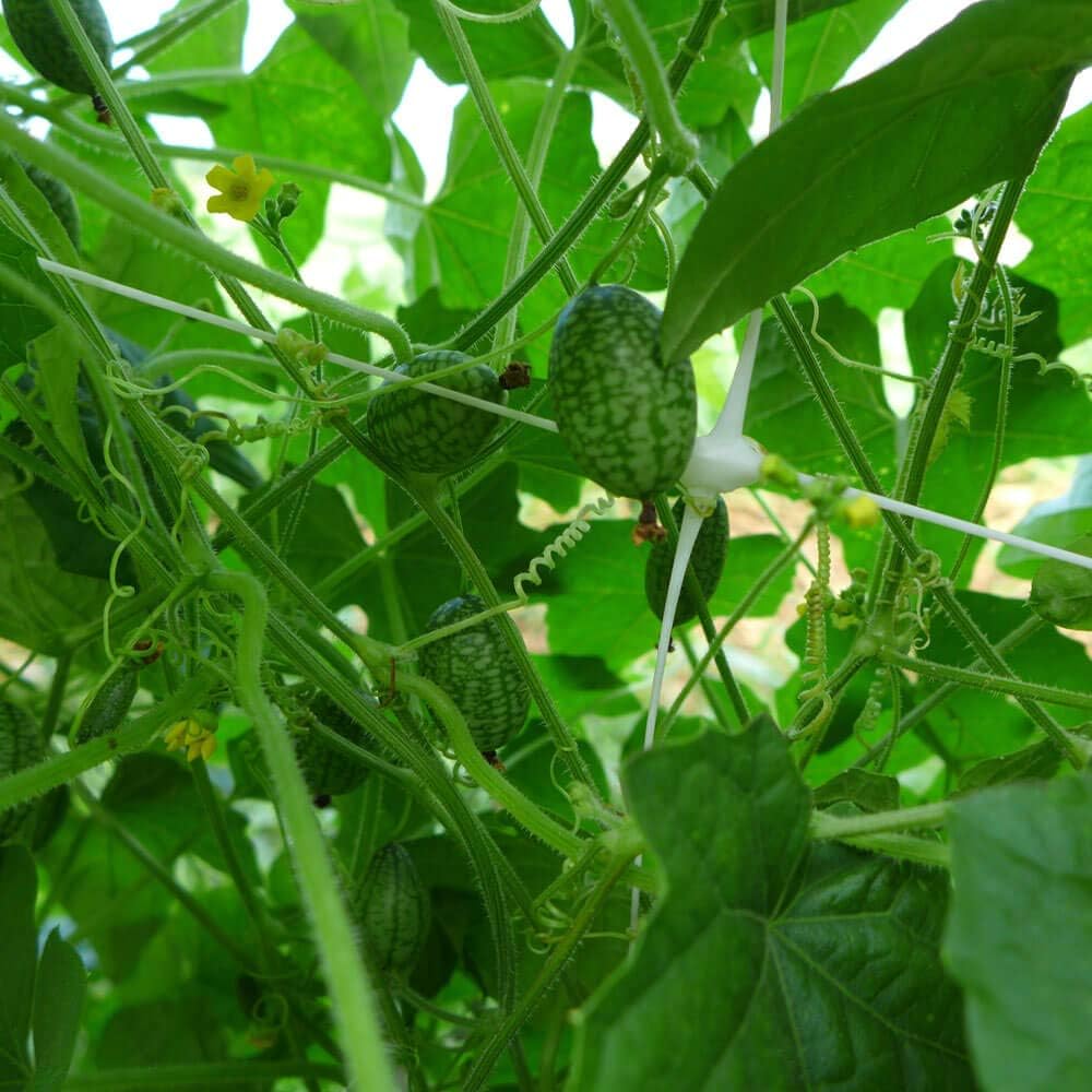 Mouse Melon Fruit Seeds - Small and Unique Melons for Your Garden