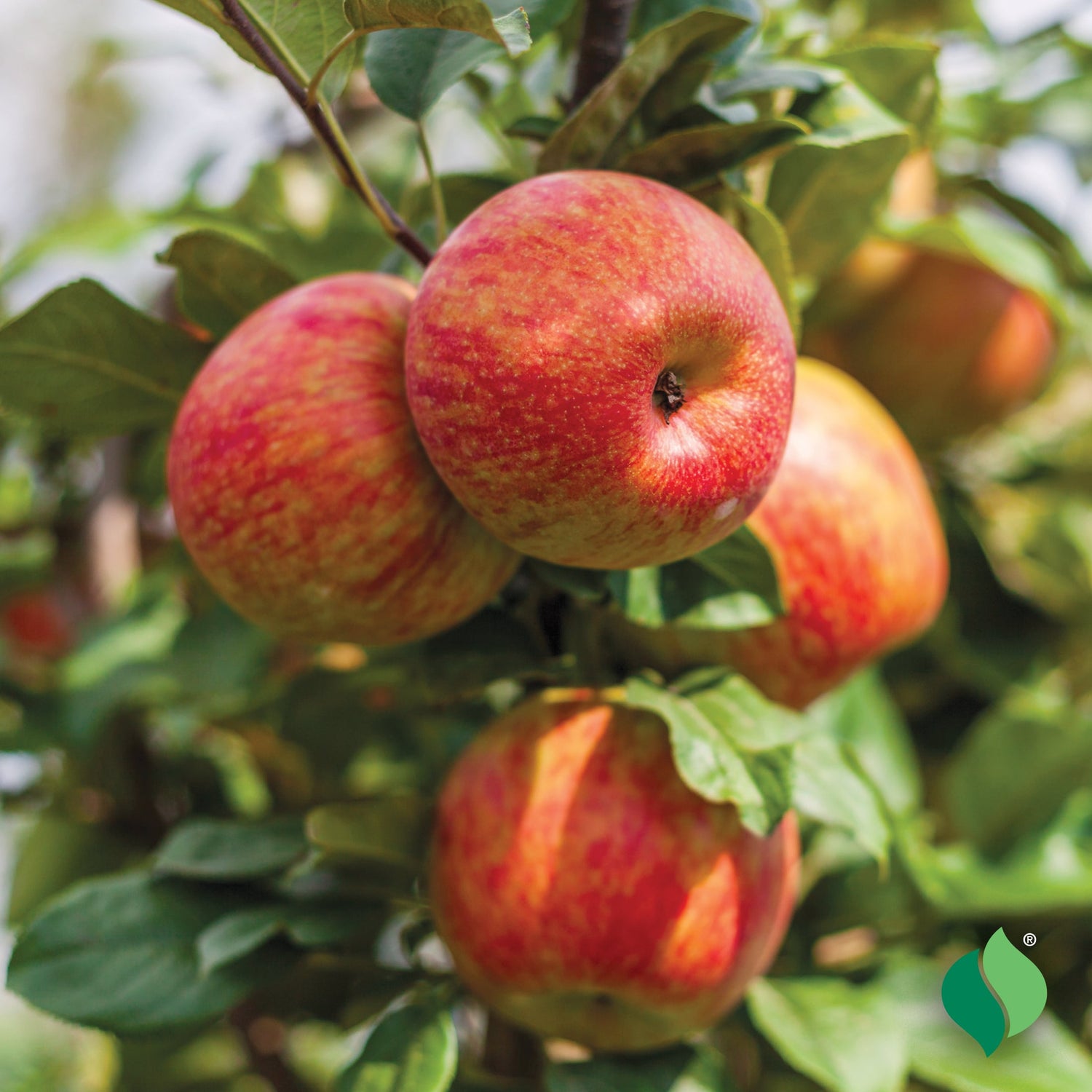 Honeycrisp Apple Tree Fruit Seeds for Planting - Grow Delicious and Crispy Apples at Home