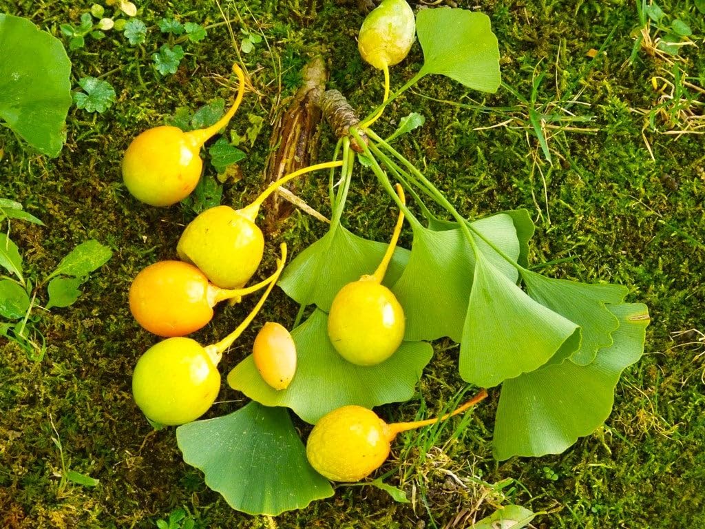Ginkgo Biloba Fruit Seeds - Ancient and Medicinal Tree for Your Garden