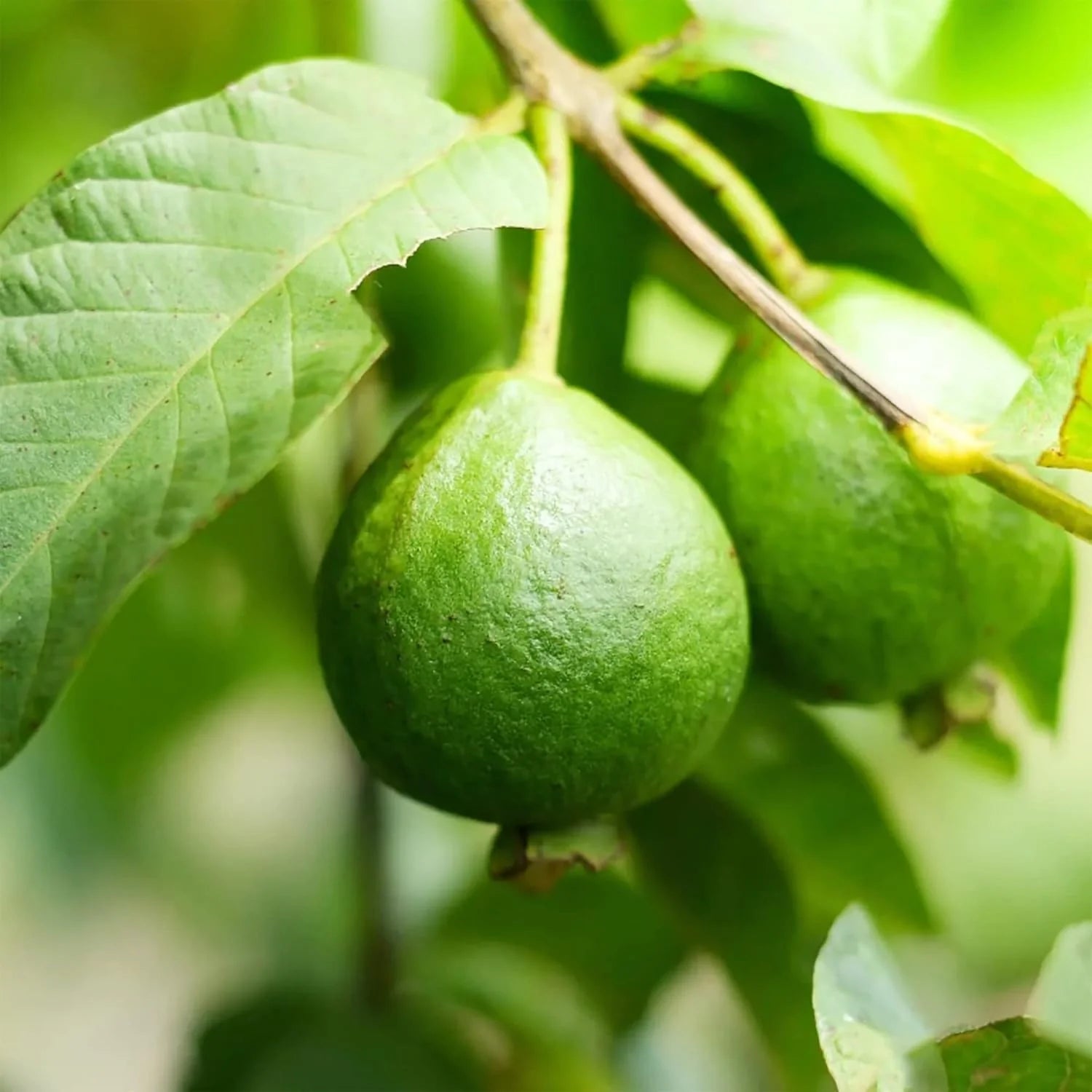 Crystal Guava (Indonesia) Fruit Seed for Planting - Collection for Sweet Tropical Harvests, GMO Free