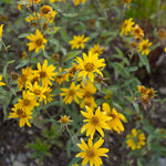 heirloom-sunflower-like-goldeneye-garden-seeds

