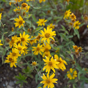 heirloom-sunflower-like-goldeneye-garden-seeds

