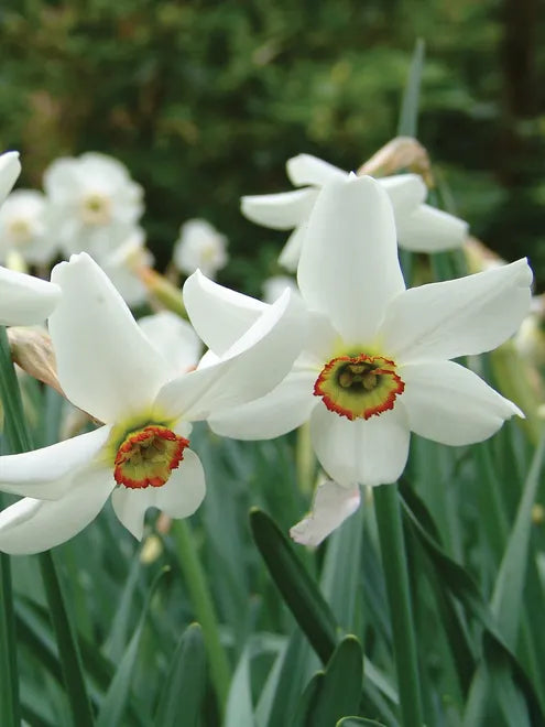 Narcissus Pheasant's Eye Daffodil Seeds