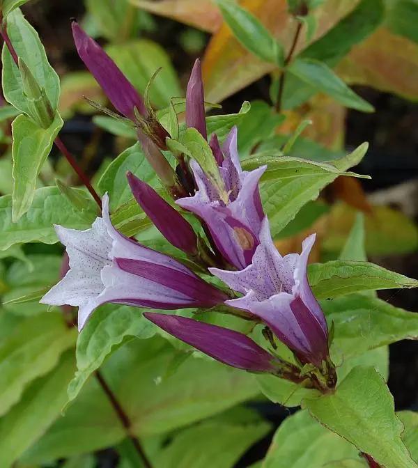 Lavender Gentiana Asclepiadea Seeds for Planting - NON GMO Seeds for planting in home garden