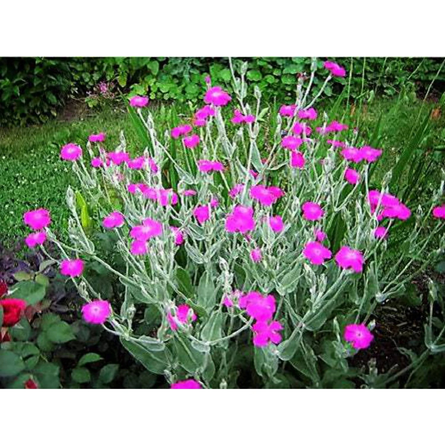 Rose Campion Magenta Flower Seeds