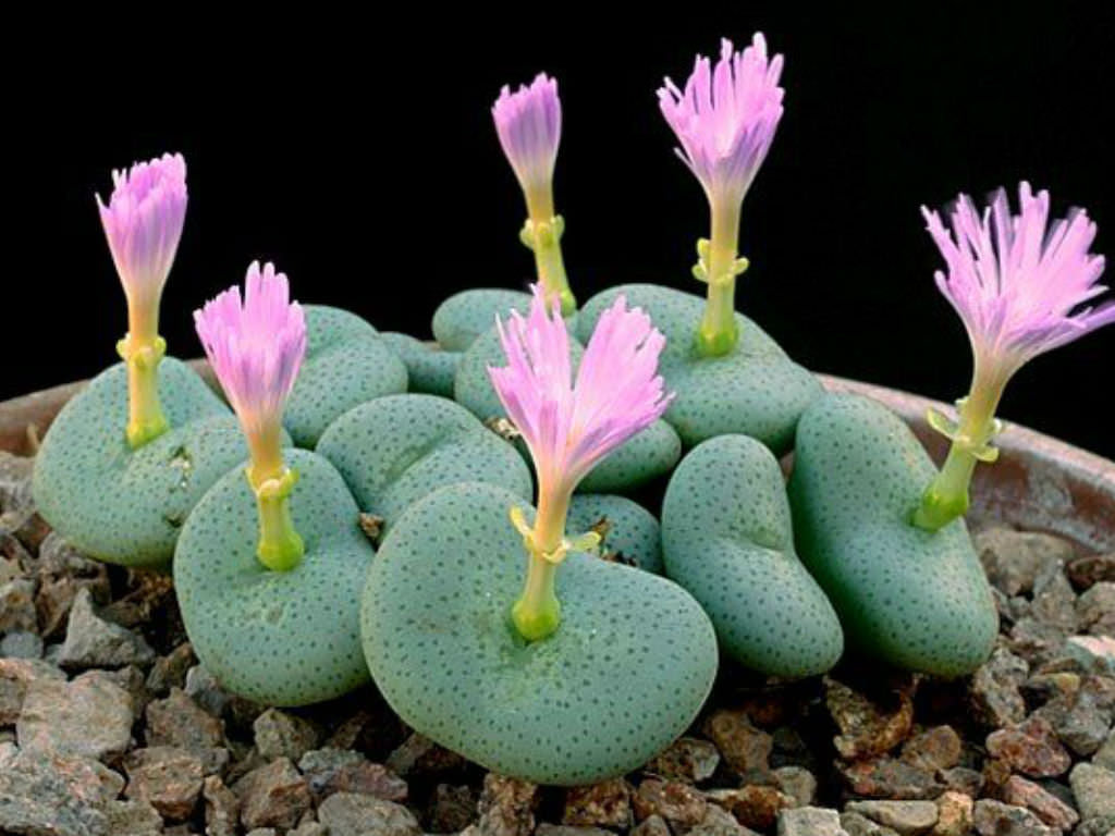 Conophytum Flower Seeds for Planting, Fresh, 100 seeds for planting in home garden