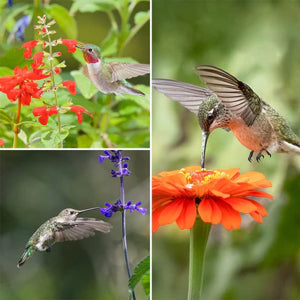 Wildflower Bulk Bag Varieties of Flower Seeds for Hummingbird – Various ...