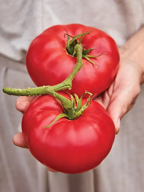 Tomato Seeds (Organic) - Mortgage Lifter