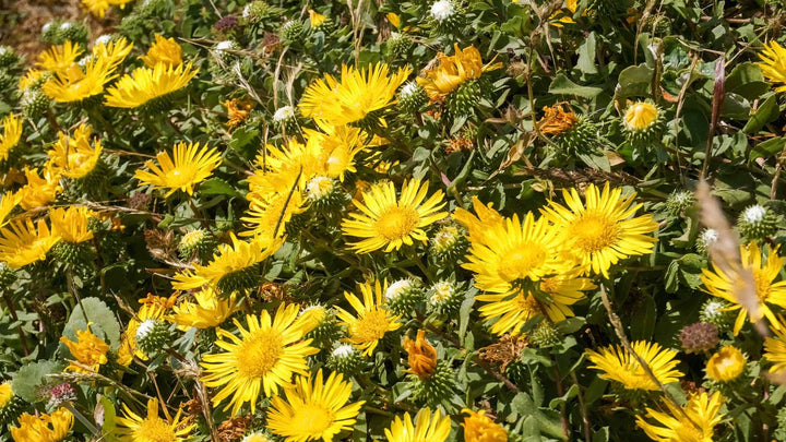 Grindelia Flower Seeds for Planting - 100 pcs