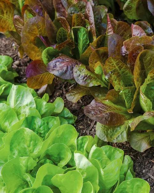 Lettuce Seeds - Marvel of Four Seasons