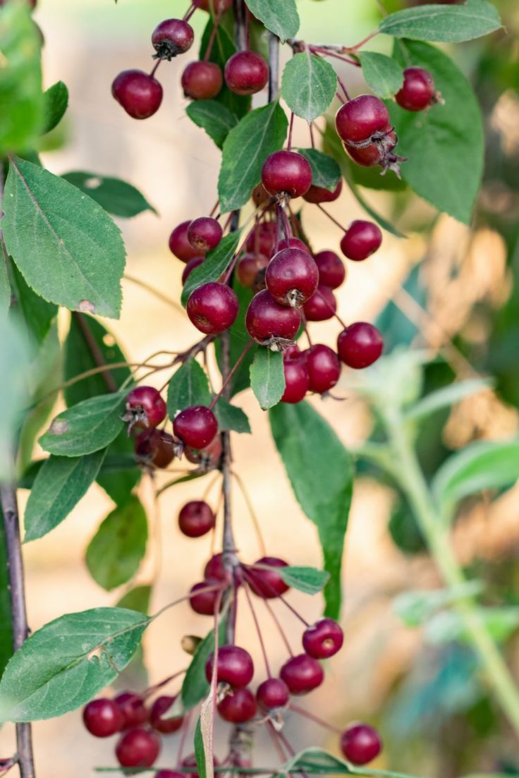 Chokecherry (Prunus virginiana)